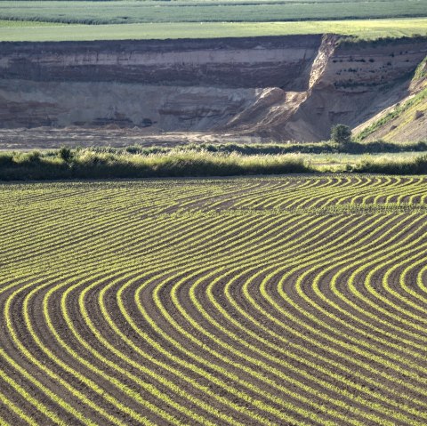 Champ de pommes de terre, © Kappest/VG Pellenz
