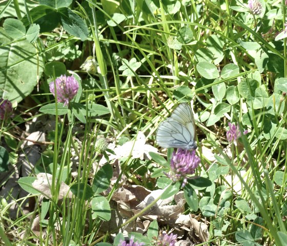 Papillon dans la vallée d'Irsen, © Tourist-Info Islek
