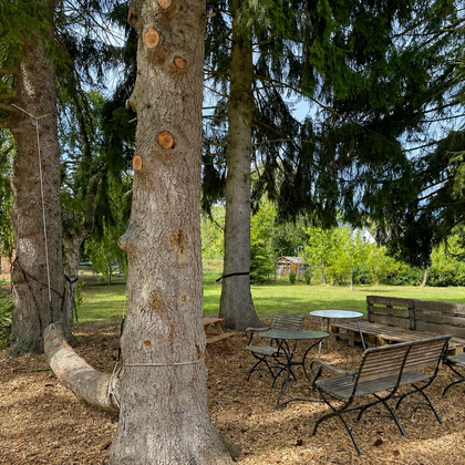 Een gezellige zitgelegenheid onder hoge bomen. De grond is bedekt met droog loof en groene planten omringen het gebied.