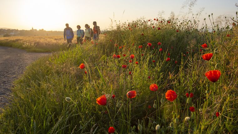 Vier wandelaars lopen langs een veld met rode klaprozen bij zonsondergang.
