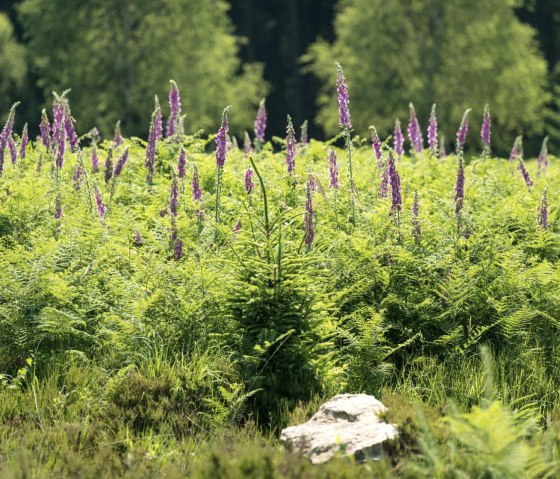 Digitale sur le sentier de randonnée Struffeltroute, © Eifel Tourismus GmbH/D. Ketz
