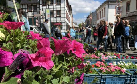 Pink blühende Petunie auf dem Blumenmarkt in Kommern