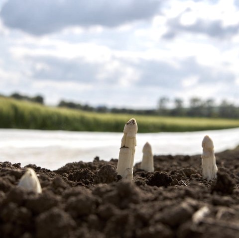 Asperges, © Foto Kroll
