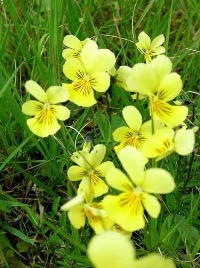 Un groupe de fleurs jaunes fleurit au milieu de l'herbe verte. Les fleurs ont de fines rayures jaune foncé sur les pétales.