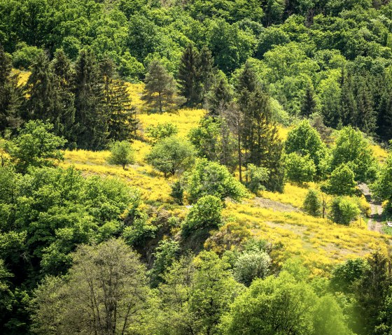 Eifellandschaft im NaturWanderPark delux, © Eifel Tourismus GmbH, Dominik Ketz