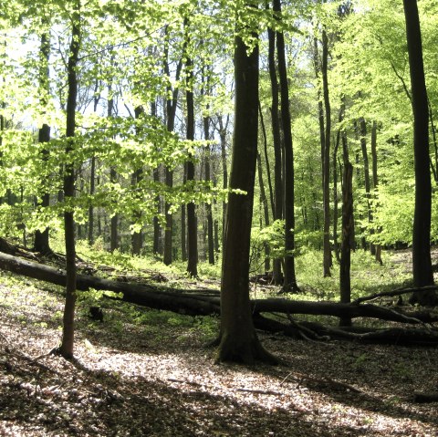 01-02-01-0090_t-geschwind, © Nationalpark Eifel T. Geschwind