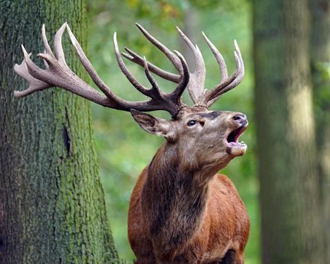 Brullende herten in het bos