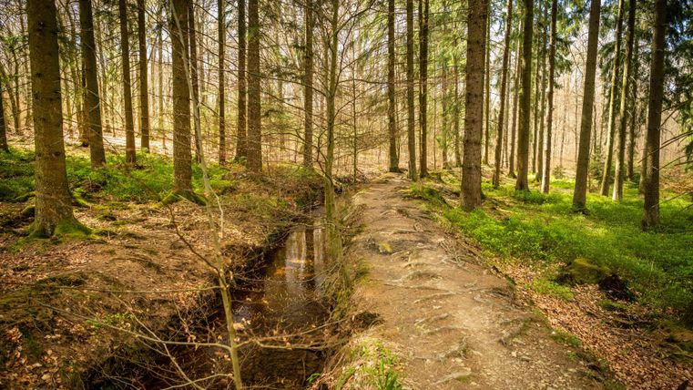 Ein ruhiger Waldweg mit hohen Bäumen und grüner Vegetation. Ein kleiner Bach fließt entlang des Pfades.