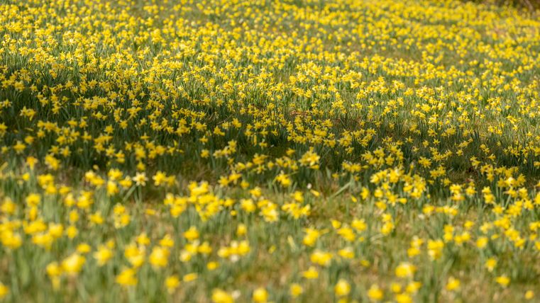 Ein Feld voller blühender Narzissen in leuchtendem Gelb. Die Blumen erstrecken sich weit über die Wiese und schaffen eine fröhliche Atmosphäre.