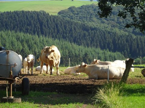 Un groupe de vaches se tient sur un pré avec des arbres en arrière-plan. Les animaux se reposent et profitent du soleil.