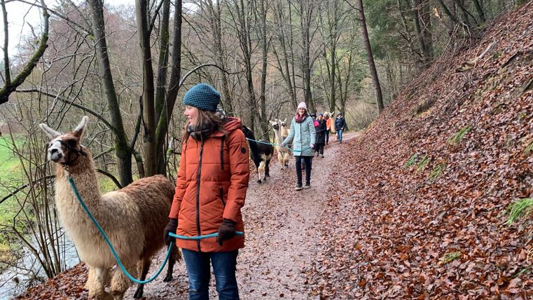 Eine Frau führt ein Lama auf einem Waldweg entlang. Im Hintergrund sind weitere Personen mit Lamas zu sehen, umgeben von herbstlichen Bäumen und Laub.