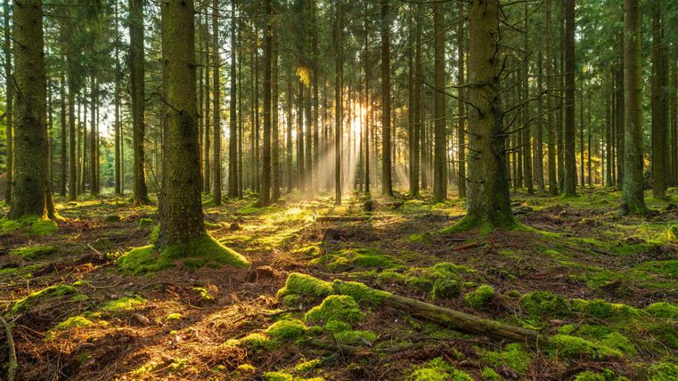 Blick in einen Nadelwald, mit bemoostem Boden. Die Sonne scheint durch die Baumstämme und taucht den Wald in ein warmes Licht.