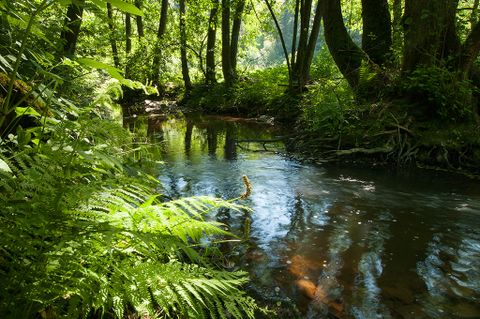 Een kalme rivier stroomt door een dicht, groen bos met varens en bomen.