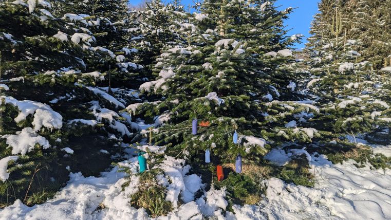 Une forêt enneigée avec des sapins de Noël. Des rubans colorés pendent aux arbres entre la neige.