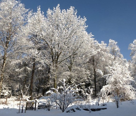 Pays des merveilles hivernales