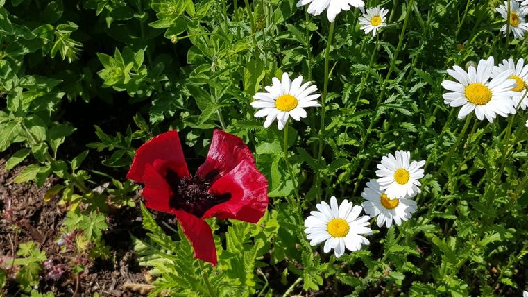 Rote Mohnblume und weiße Gänseblümchen am Wegesrand.