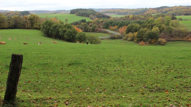 Eine weite, grüne Wiese mit sanften Hügeln und einigen Bäumen. Im Hintergrund sind Kühe zu sehen, die friedlich grasen.
