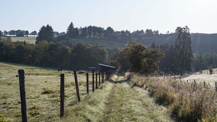 Un étroit chemin de prairie traverse un paysage verdoyant avec des arbres en arrière-plan, clôturé par des poteaux en bois et du fil de fer.