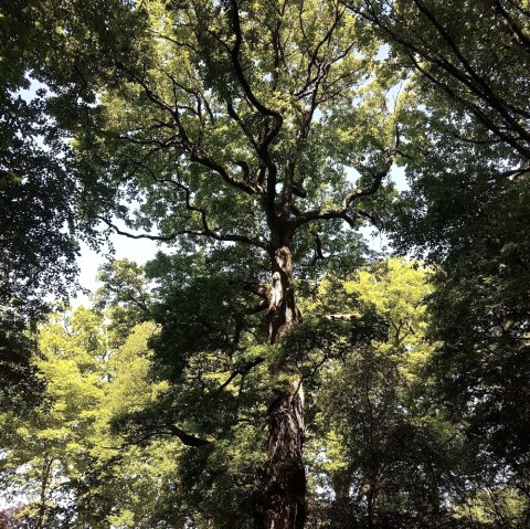 Indrukwekkend natuurmonument, © Tourist-Information Wittlich Stadt & Land