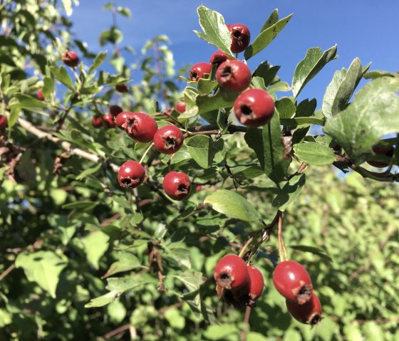 Rote Beeren an einem Strauch mit grünen Blättern, blauer Himmel im Hintergrund. Impressionen auf der Wacholderroute bei Halsdorf., © TI BItburger Land - Steffi Wagner