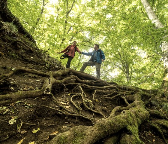 Ensemble à travers la forêt vierge sur le sentier Schneifel, © Eifel Tourismus GmbH, D. Ketz
