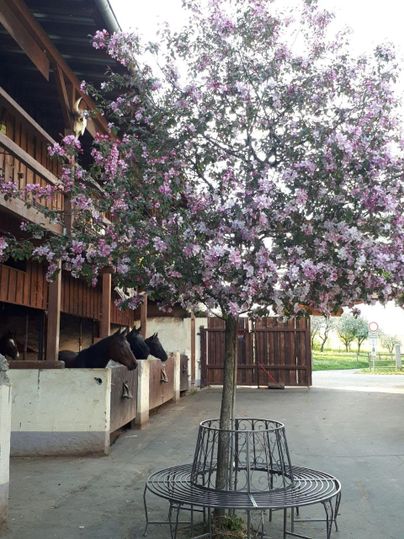 Un arbre en fleurs avec des fleurs roses se trouve dans une écurie. En arrière-plan, on peut voir des chevaux.