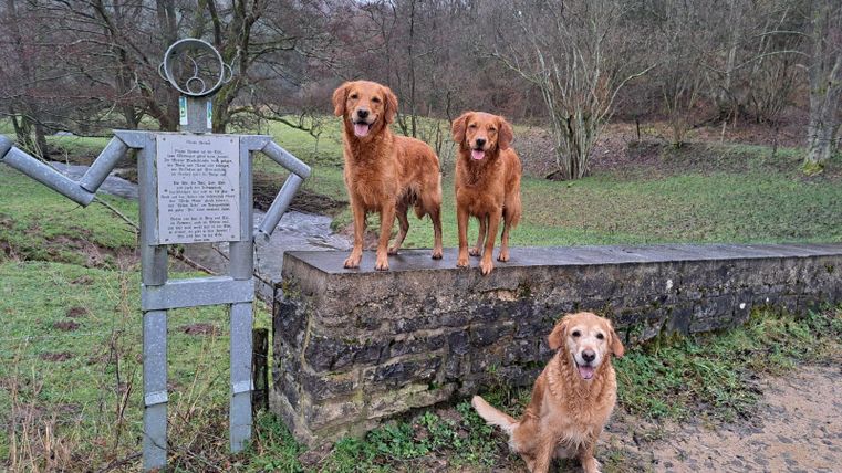 Zwei Golden Retriever stehen auf einer Mauer neben einem metallenen Schild. Im Hintergrund sieht man eine grüne Wiese und einige Bäume.