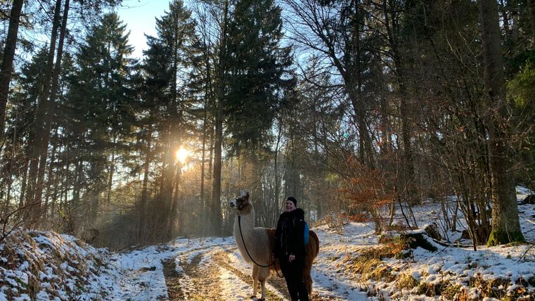 Ein Mensch führt ein Lama auf einem verschneiten Weg durch einen Wald. Die Sonne scheint durch die Bäume und sorgt für eine schöne Atmosphäre.