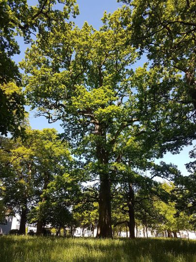Un grand arbre avec un feuillage vert luxuriant se dresse au premier plan. Le ciel est bleu et il y a plusieurs petits arbres à l'arrière-plan.