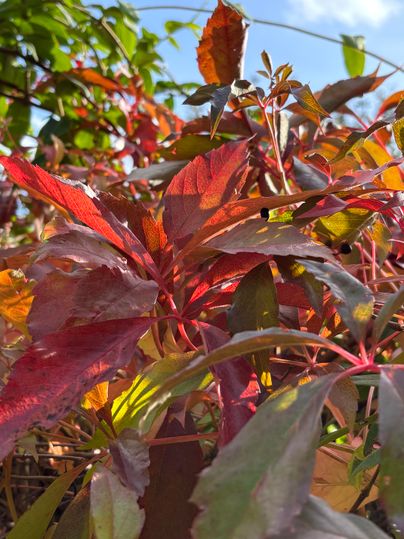Colorful leaves in various shades of red against a clear sky. The plants display the colors of autumn.