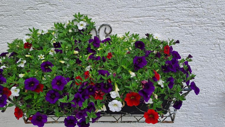 A beautiful flower box with colorful petunias in purple, red, and white. The flowers are lush and bloom against a white wall.
