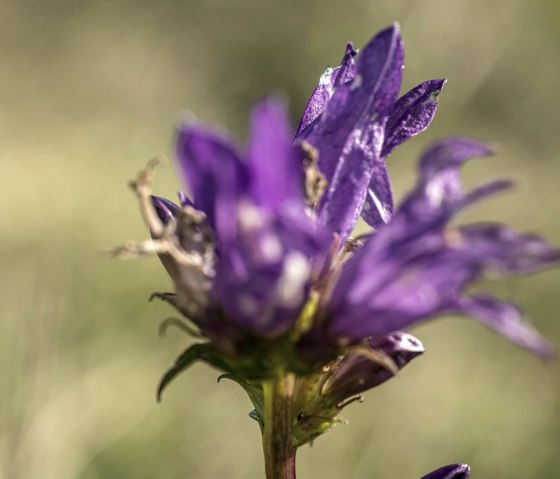Plant diversity, EifelSpur Tuscany of the Eifel, © Eifel Tourismus, Dominik Ketz