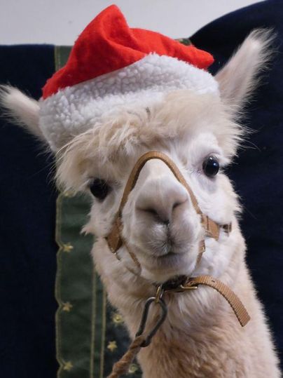Ein Alpaka trägt einen roten Weihnachtsmannhut. Es schaut freundlich in die Kamera.