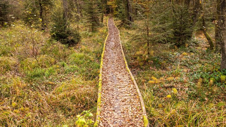 Ein schmaler Holzsteig führt durch einen herbstlichen Wald. Überall liegen bunte Blätter und grünes Gras.