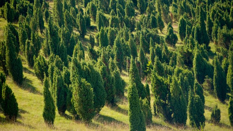 Densely overgrown juniper landscape in Lampertstal, NRW.