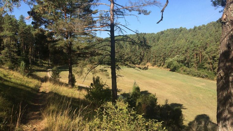 Wiese und Wald mit blauem Himmel im Lampertstal Blankenheim
