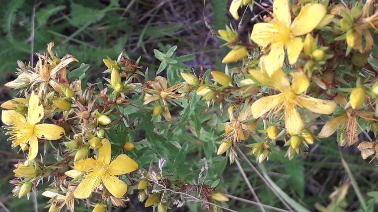 Eine Gruppe von leuchtend gelben Blumen wächst auf grünen Pflanzen. Die Blumen sind klein und bieten einen schönen Farbtupfer in der Natur.