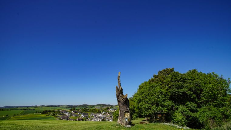 Broken oak tree in a meadow with blue sky