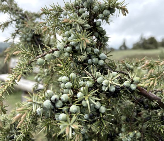 Juniper op het droompad Wacholderblick, © Eifel Tourismus GmbH
