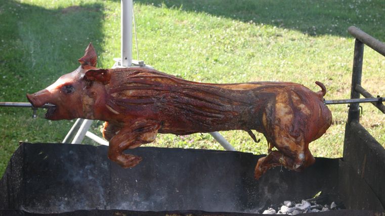 A roasted piglet grilling on a spit. It is lying on a grill outdoors with green grass in the background.