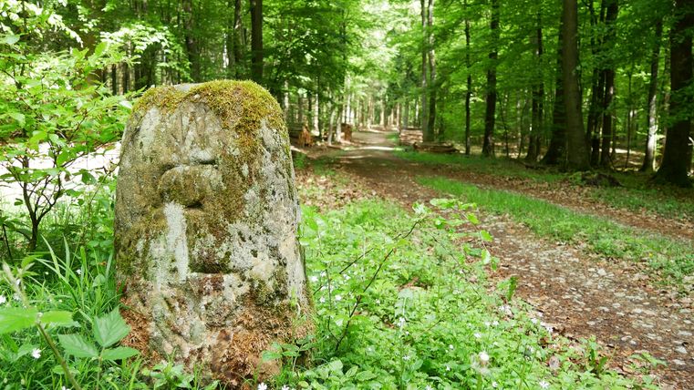 Une borne recouverte de mousse dans la forêt, entourée de végétation verte et d'un chemin forestier.