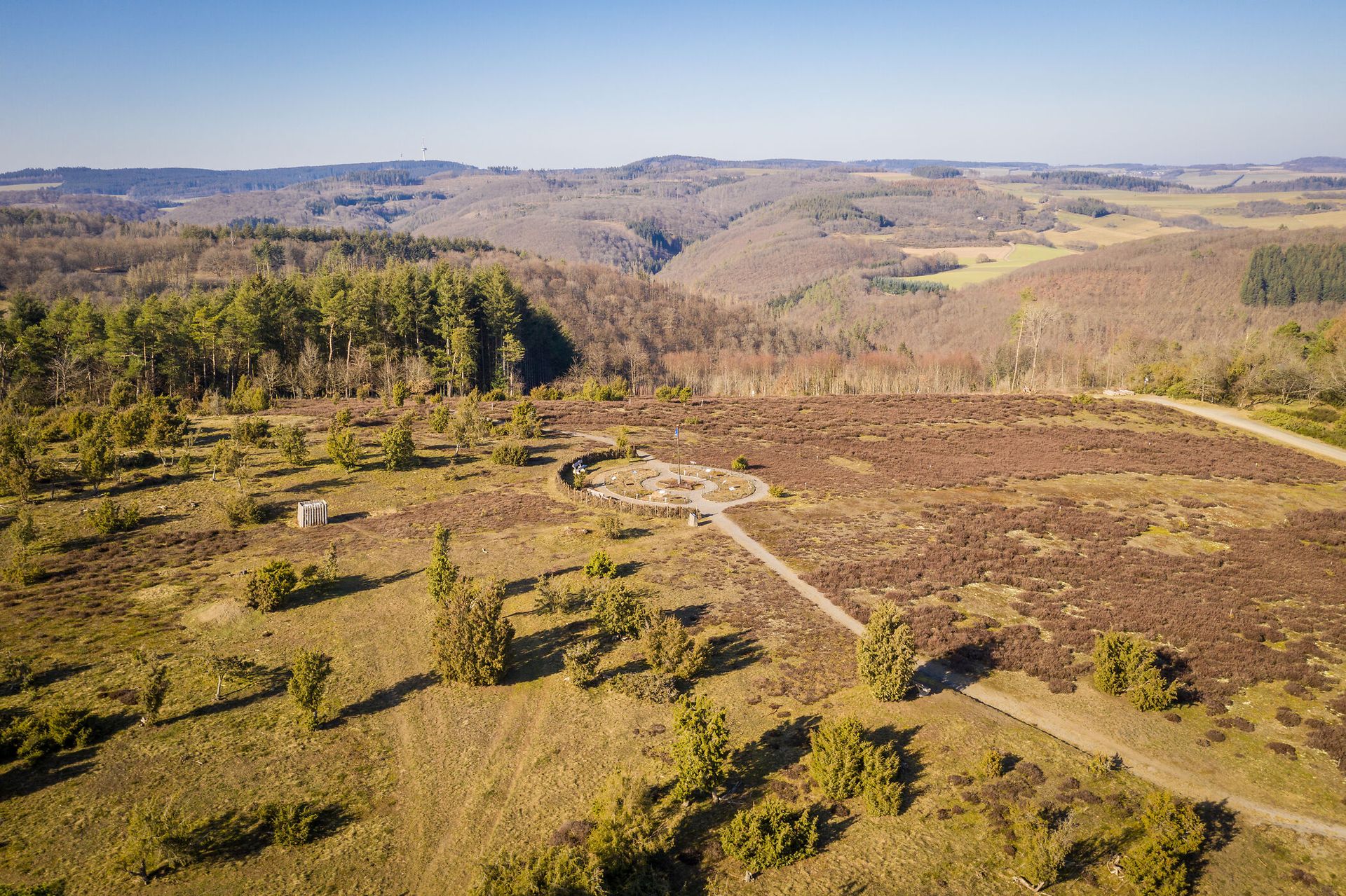 Luftaufnahme einer Wacholderheide im Sommer