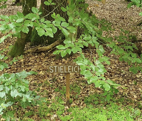 A sign with the inscription 'English oak' stands in the forest, surrounded by green leaves and foliage on the ground., © TI Bitburger Land - Steffi Wagner