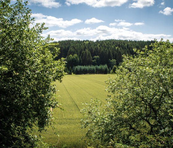 Grüne Landschaft mit dichtem Wald im Hintergrund, umrahmt von Bäumen. Ein weites Feld erstreckt sich unter einem blauen Himmel mit Wolken., © TI Bitburger Land - Monika Mayer