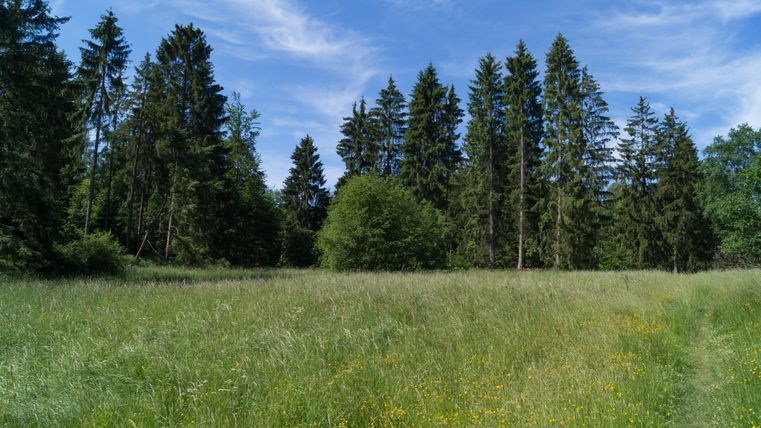 Prairie avec fleurs jaunes et grands arbres en arrière-plan sous un ciel bleu.