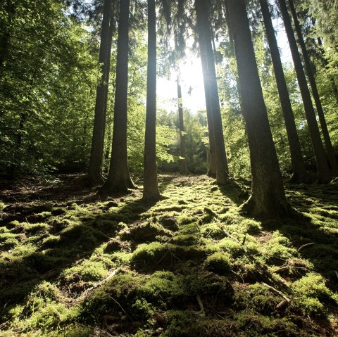 Eifelwald, © Eifel Tourismus GmbH - Dominik Ketz