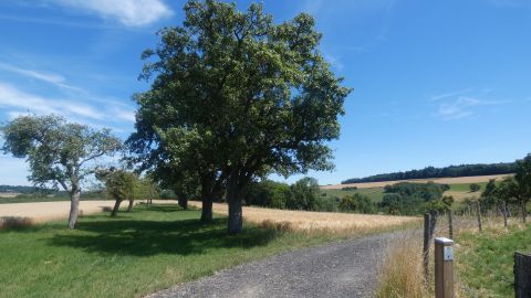 Landschaft mit Bäumen, Feldweg und blauem Himmel.
