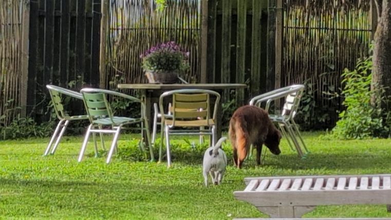 Ein Hund und eine Katze erkunden einen grünen Garten. Im Hintergrund stehen Stühle und ein Tisch, umgeben von Pflanzen.