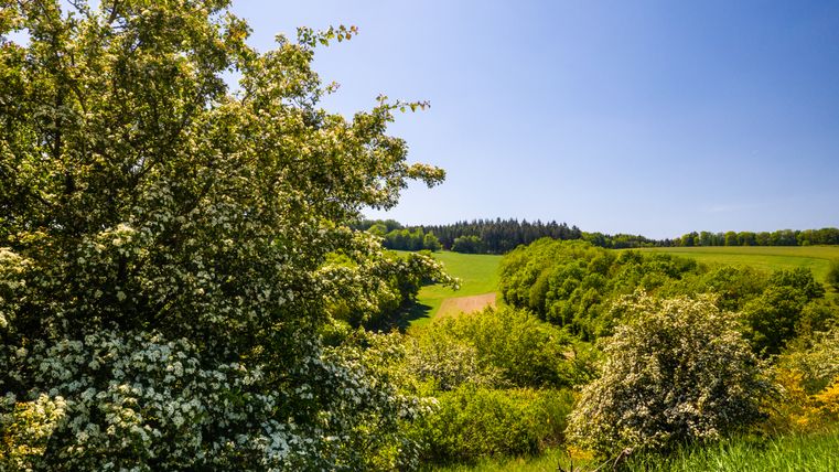 Landschaft in der Strohner Schweiz mit blühenden Bäumen und grünen Feldern unter blauem Himmel.