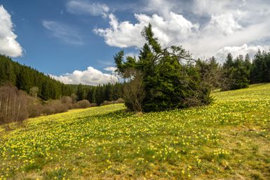 Eine malerische Wiese mit vielen gelben Blumen und einem weiten Blick auf den Wald. Der Himmel ist blau mit einigen weißen Wolken.